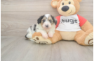 Mini Aussiedoodle Puppy for Adoption