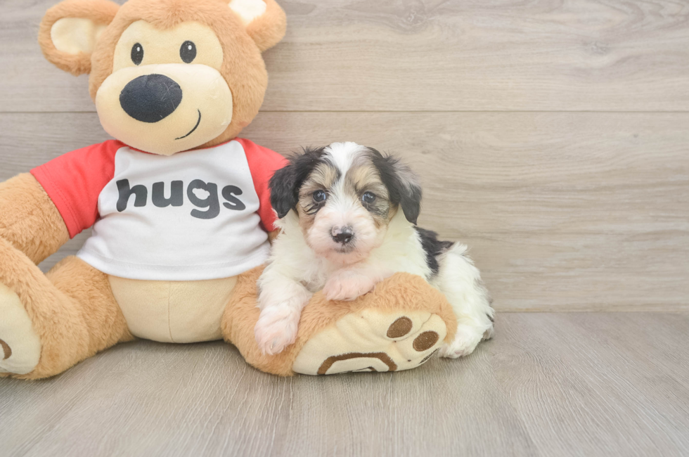 5 week old Mini Aussiedoodle Puppy For Sale - Windy City Pups