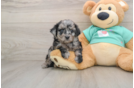 Mini Aussiedoodle Pup Being Cute