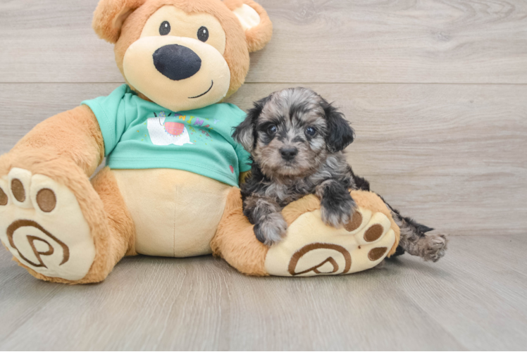 Mini Aussiedoodle Pup Being Cute