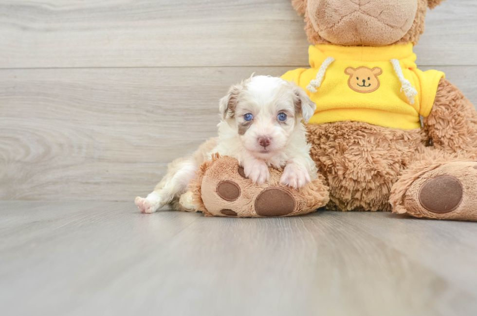 7 week old Mini Aussiedoodle Puppy For Sale - Windy City Pups