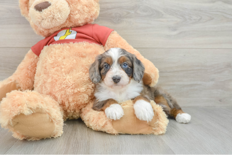 Best Mini Aussiedoodle Baby