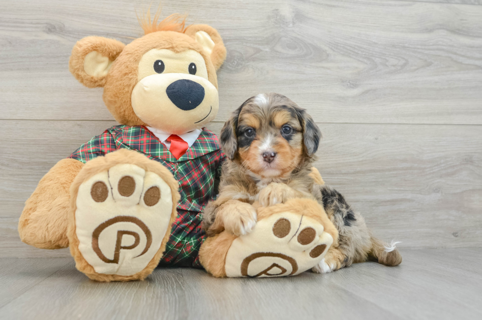 5 week old Mini Aussiedoodle Puppy For Sale - Windy City Pups