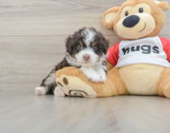 7 week old Mini Aussiedoodle Puppy For Sale - Windy City Pups
