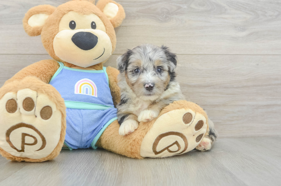 5 week old Mini Aussiedoodle Puppy For Sale - Windy City Pups