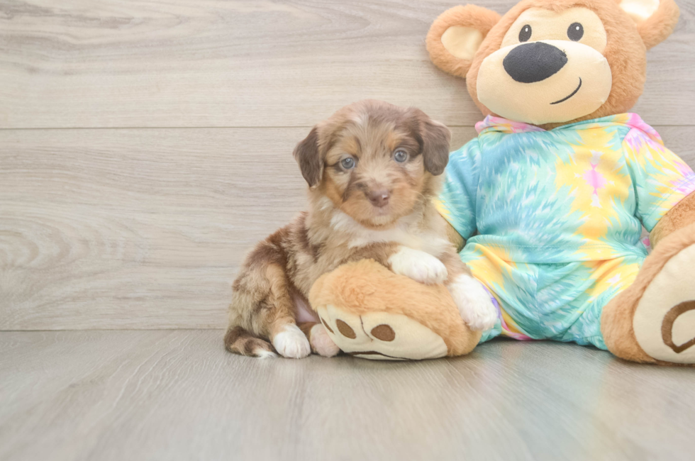 5 week old Mini Aussiedoodle Puppy For Sale - Windy City Pups