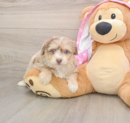 7 week old Mini Aussiedoodle Puppy For Sale - Windy City Pups