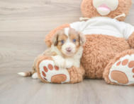 6 week old Mini Aussiedoodle Puppy For Sale - Windy City Pups