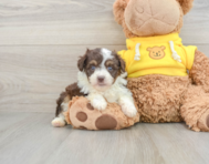 8 week old Mini Aussiedoodle Puppy For Sale - Windy City Pups