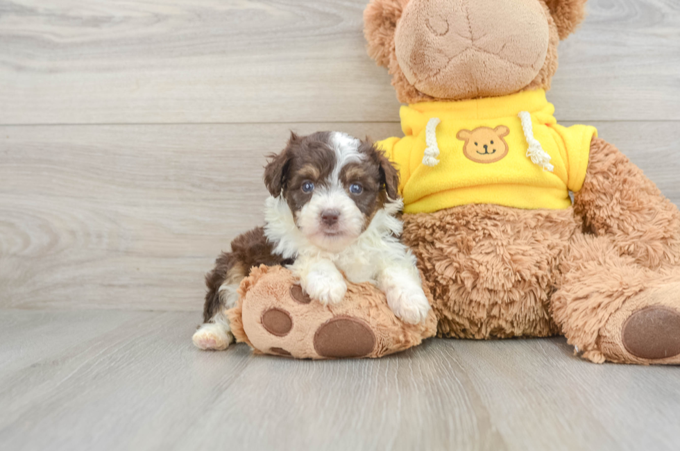 7 week old Mini Aussiedoodle Puppy For Sale - Windy City Pups