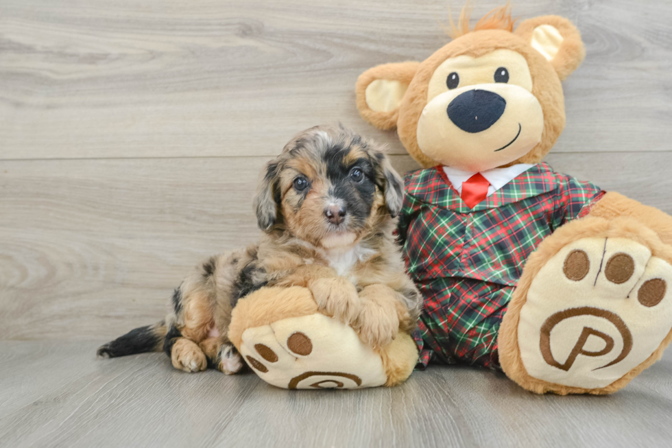 Cute Mini Aussiedoodle Baby