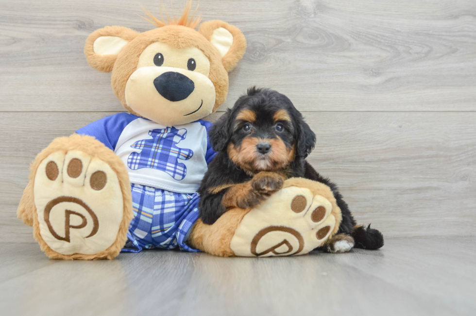 6 week old Mini Aussiedoodle Puppy For Sale - Windy City Pups