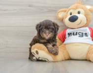 7 week old Mini Aussiedoodle Puppy For Sale - Windy City Pups