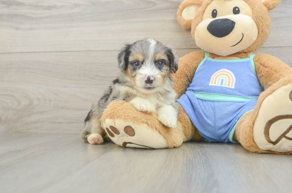 5 week old Mini Aussiedoodle Puppy For Sale - Windy City Pups