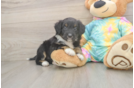 Mini Aussiedoodle Pup Being Cute