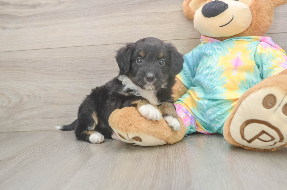 5 week old Mini Aussiedoodle Puppy For Sale - Windy City Pups