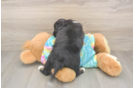 Mini Aussiedoodle Puppy for Adoption