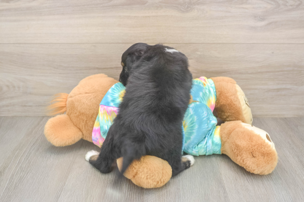 Mini Aussiedoodle Puppy for Adoption