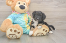 Cute Mini Aussiedoodle Baby