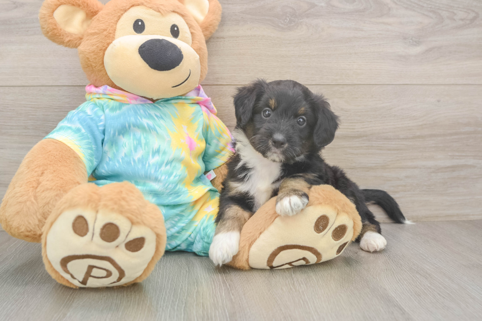 Cute Mini Aussiedoodle Baby