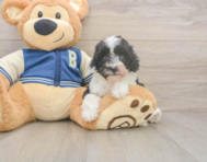 7 week old Mini Aussiedoodle Puppy For Sale - Windy City Pups