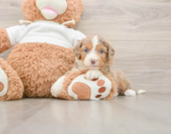 6 week old Mini Aussiedoodle Puppy For Sale - Windy City Pups