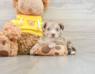 7 week old Mini Aussiedoodle Puppy For Sale - Windy City Pups