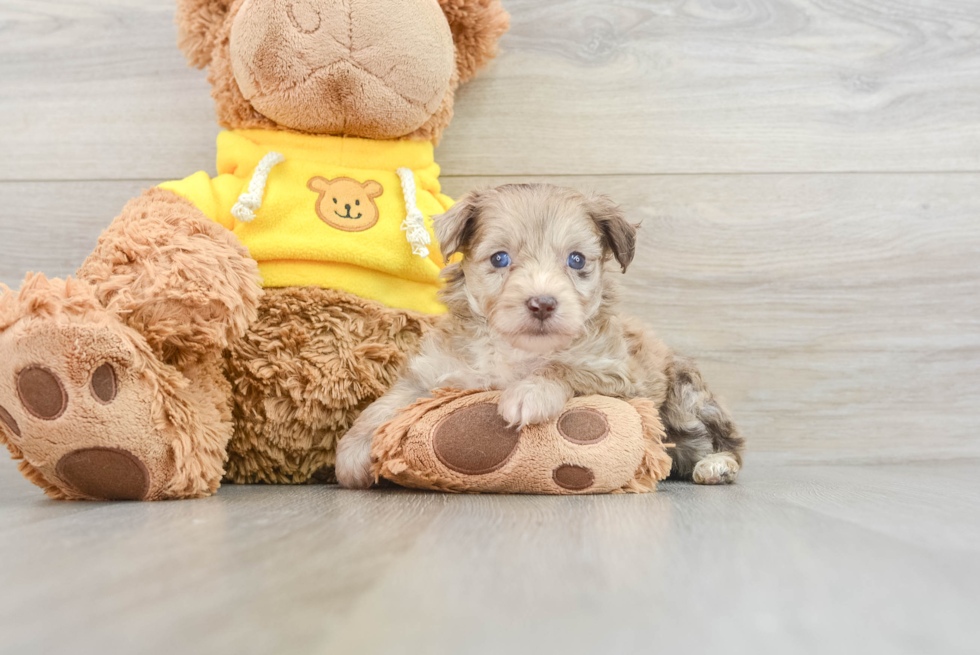 Mini Aussiedoodle Pup Being Cute