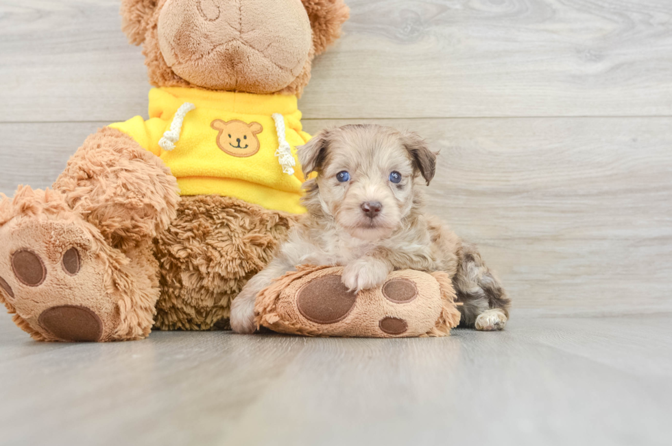 7 week old Mini Aussiedoodle Puppy For Sale - Windy City Pups