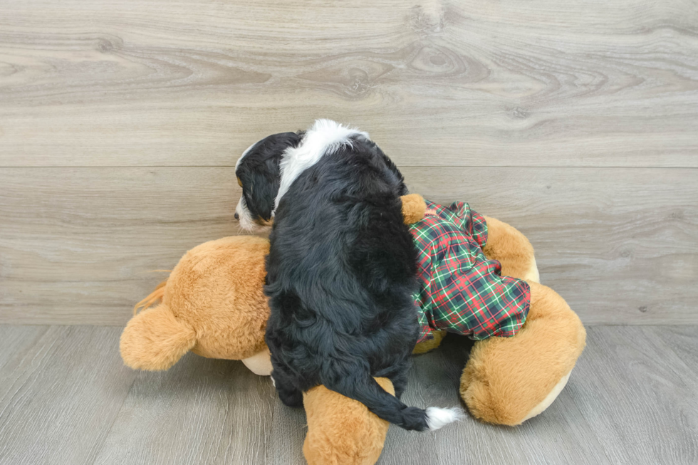 Sweet Mini Aussiedoodle Baby