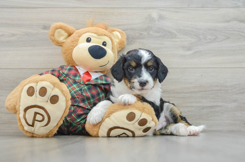 5 week old Mini Aussiedoodle Puppy For Sale - Windy City Pups