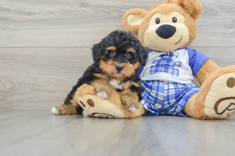 6 week old Mini Aussiedoodle Puppy For Sale - Windy City Pups