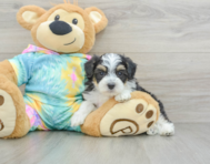 7 week old Mini Aussiedoodle Puppy For Sale - Windy City Pups