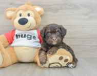 7 week old Mini Aussiedoodle Puppy For Sale - Windy City Pups