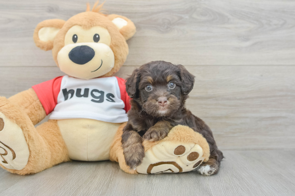 7 week old Mini Aussiedoodle Puppy For Sale - Windy City Pups