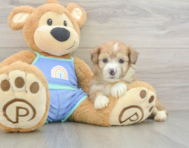 7 week old Mini Aussiedoodle Puppy For Sale - Windy City Pups