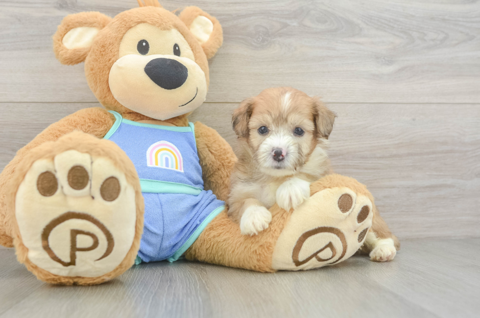 5 week old Mini Aussiedoodle Puppy For Sale - Windy City Pups