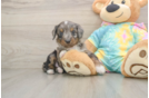 Mini Aussiedoodle Pup Being Cute