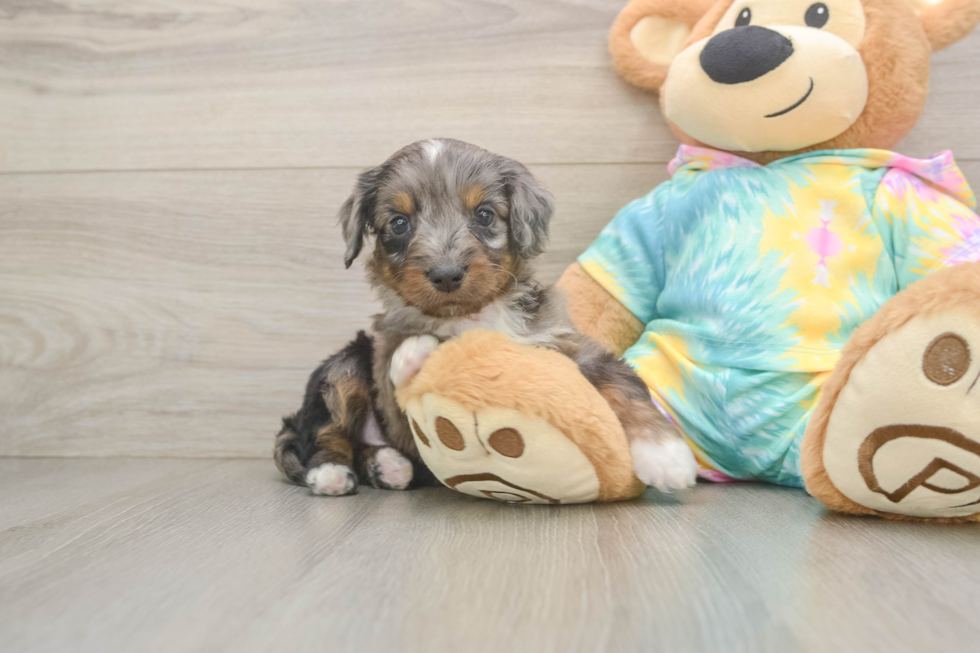 Mini Aussiedoodle Pup Being Cute