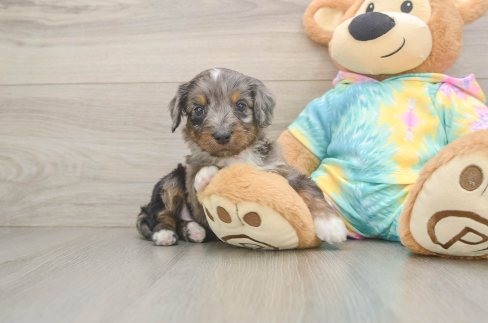 5 week old Mini Aussiedoodle Puppy For Sale - Windy City Pups