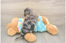 Mini Aussiedoodle Pup Being Cute