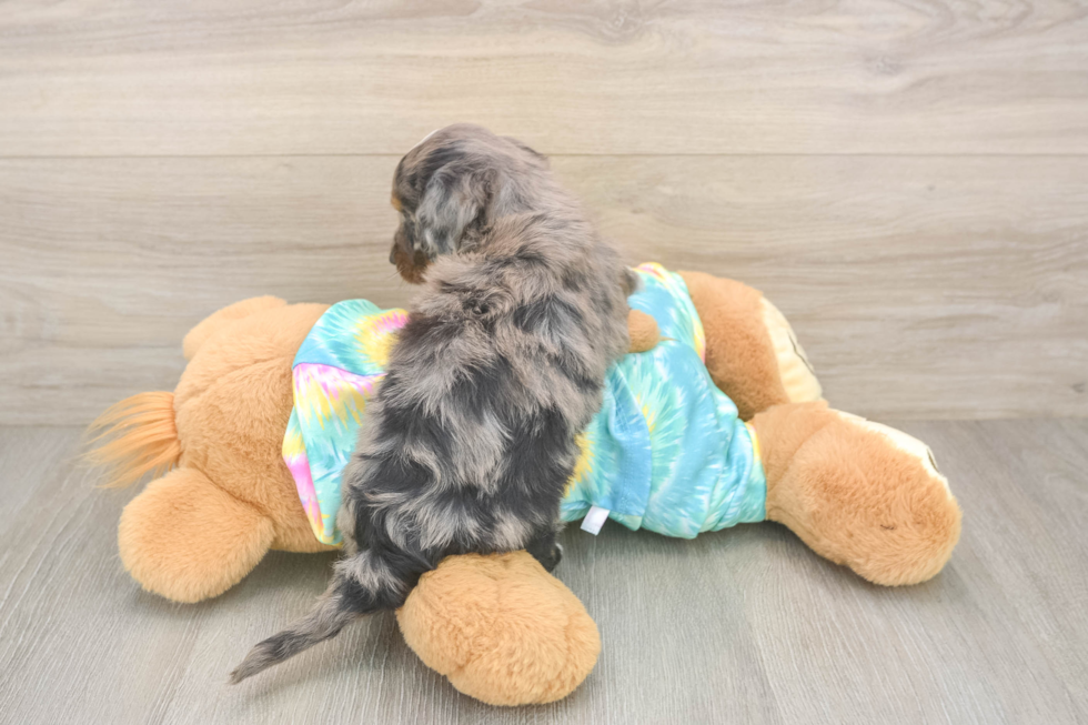 Mini Aussiedoodle Pup Being Cute