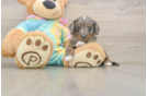 Mini Aussiedoodle Puppy for Adoption
