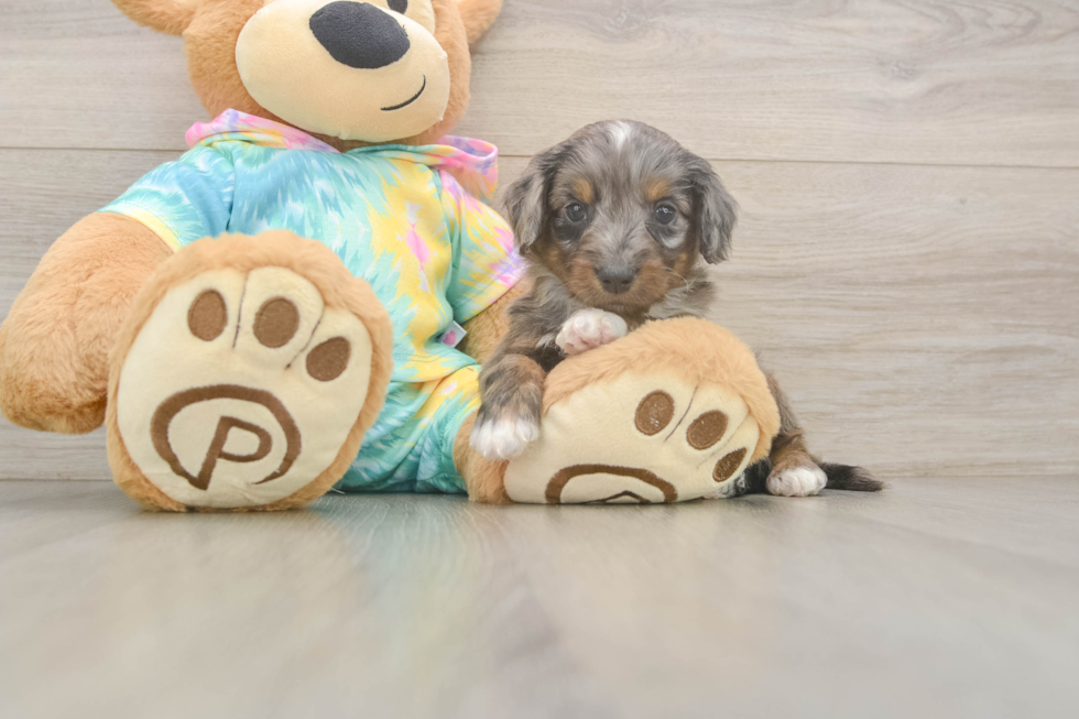 Mini Aussiedoodle Puppy for Adoption