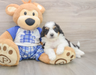 8 week old Mini Aussiedoodle Puppy For Sale - Windy City Pups