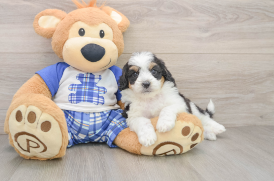 Best Mini Aussiedoodle Baby