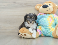 7 week old Mini Aussiedoodle Puppy For Sale - Windy City Pups