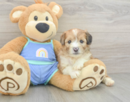 7 week old Mini Aussiedoodle Puppy For Sale - Windy City Pups