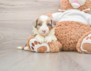 5 week old Mini Aussiedoodle Puppy For Sale - Windy City Pups
