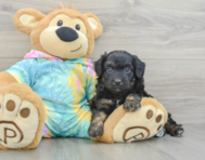 7 week old Mini Aussiedoodle Puppy For Sale - Windy City Pups